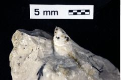 Foto (Detailansicht) von Cracensigillatus acutirostrus (Moericke, 1889) (NHMW-GEO-1990-0041-0455)